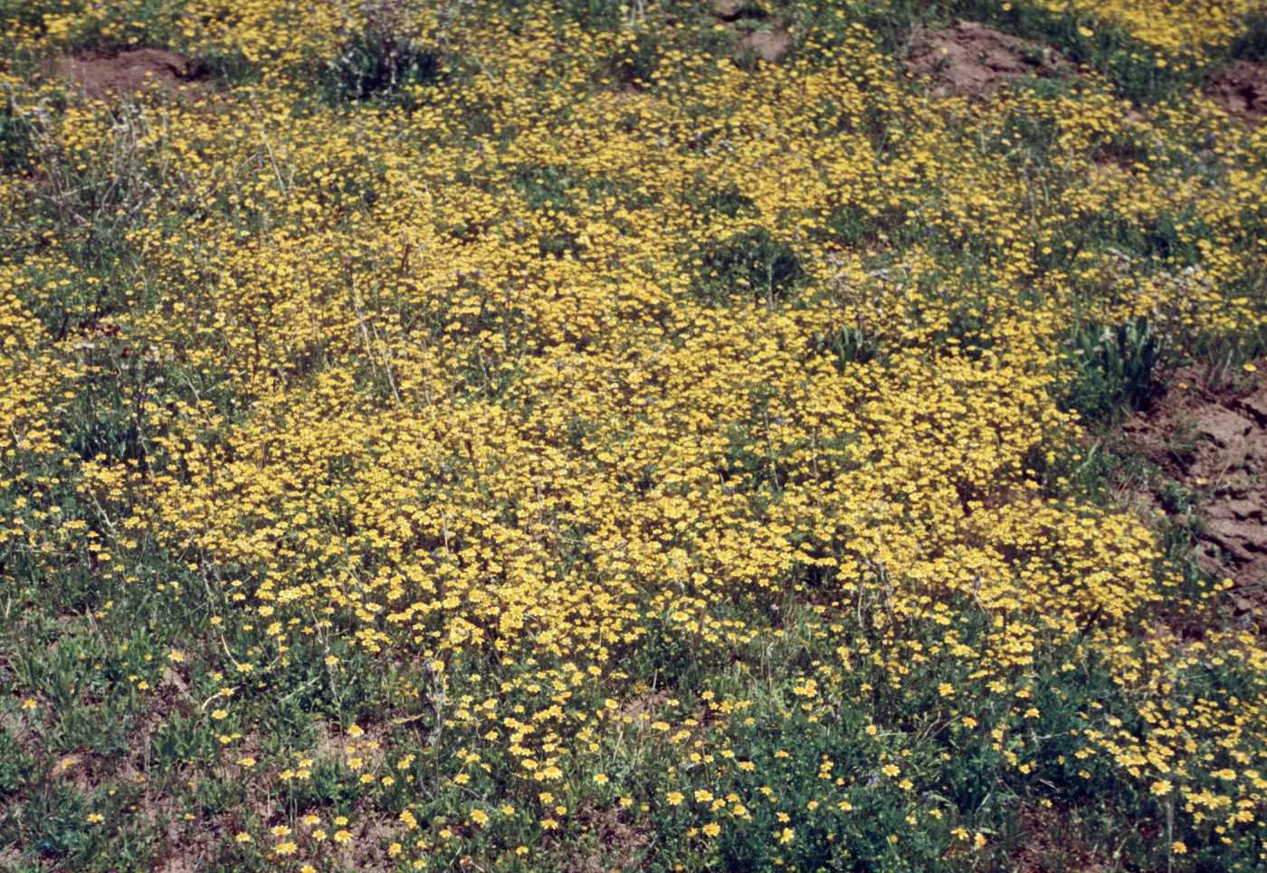 Baeria, field of yellow wildflowers, south of Julian
