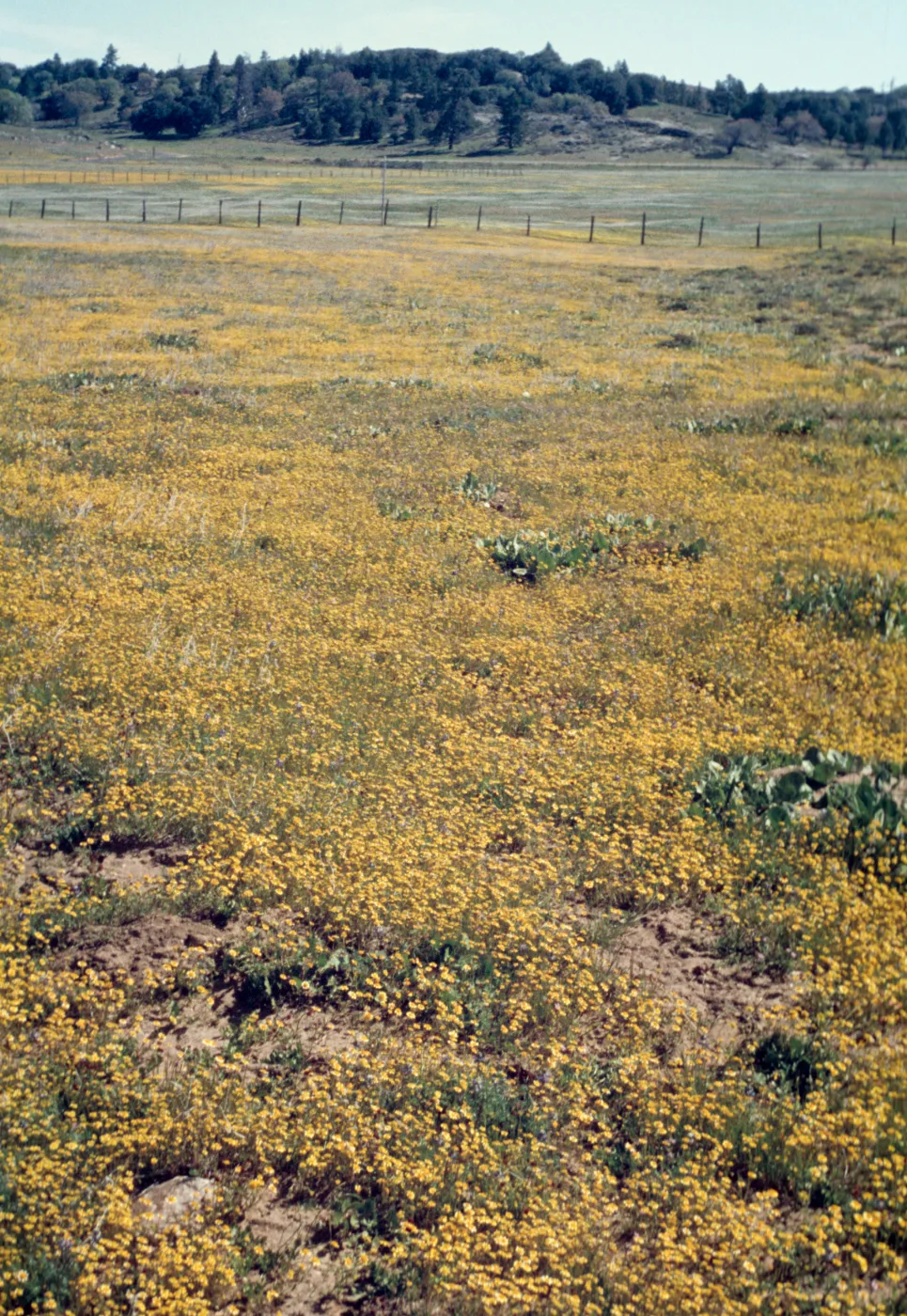 Baeria chrysostoma, field of yellow wildflowers, near Cuyamaca Lake