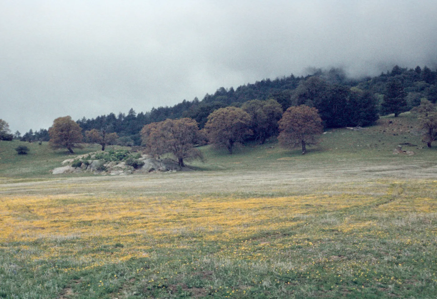 Baeria chrysostoma, field of yellow wildflowers and oaks, south of Julian, fog