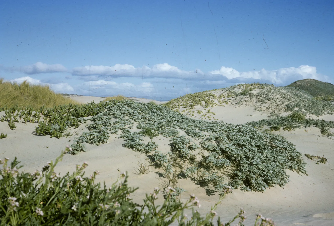 sand dunes, Pismo Beach