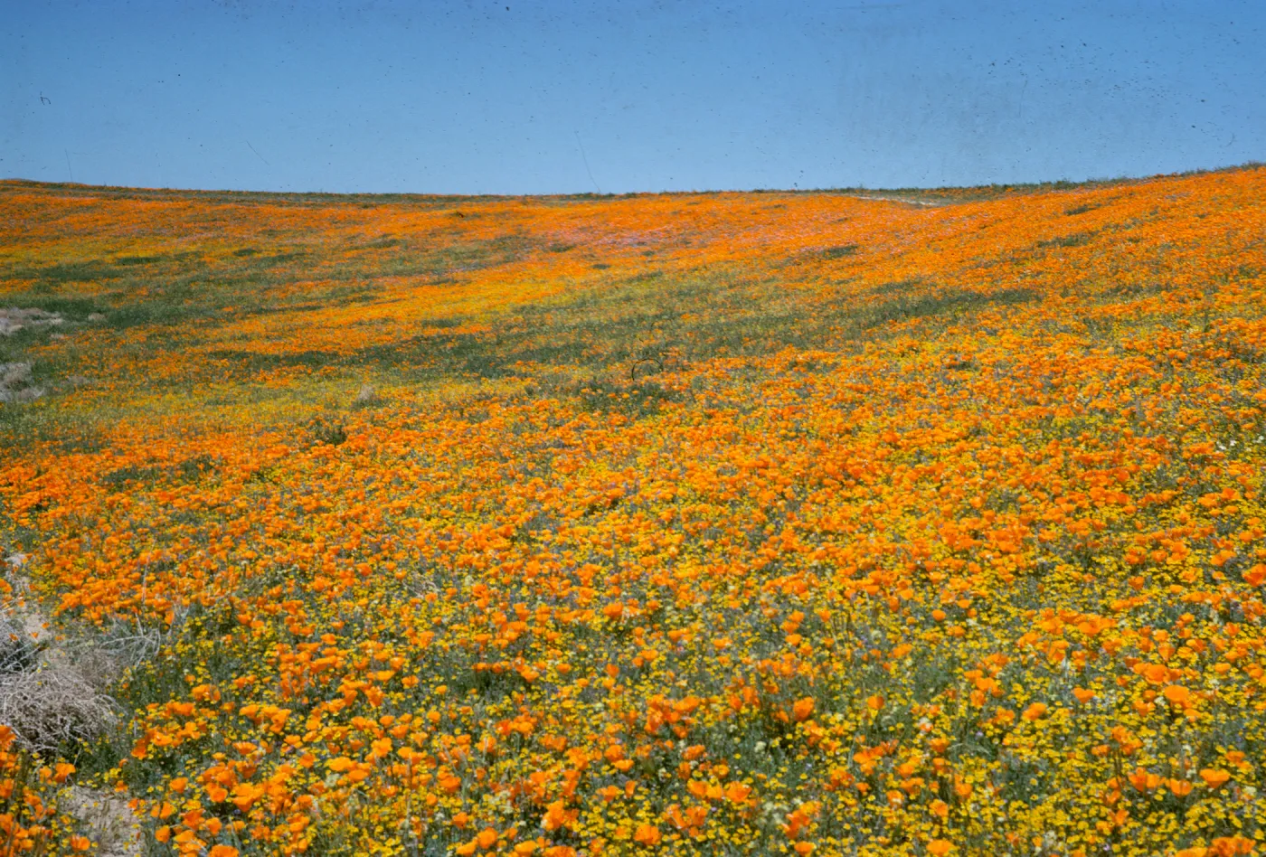 brilliant field of wildflowers, poppies and goldfields, Avenue I, north of Lancaster