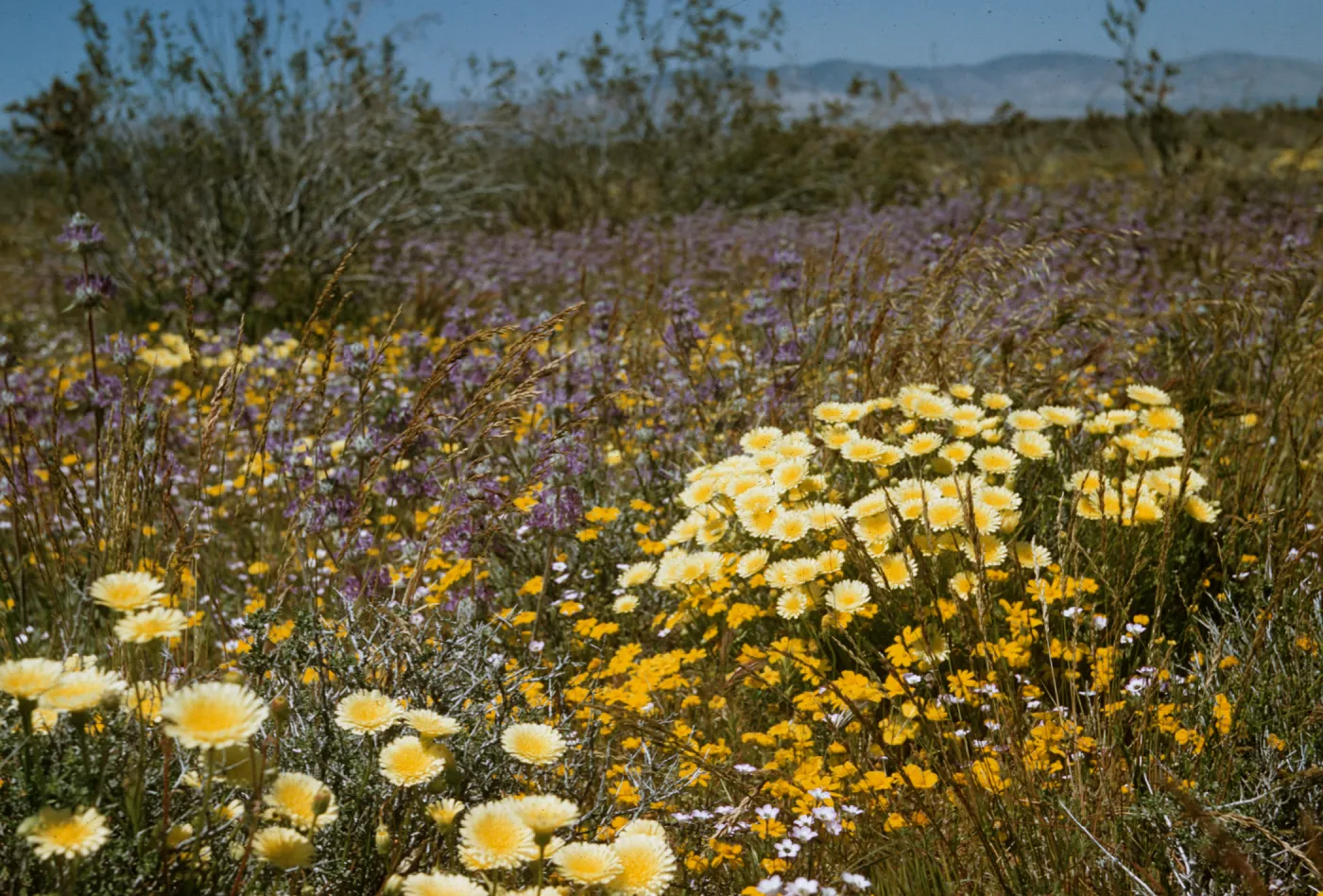 field of wildflowers, near Rosamond, Salvia carduacea (Thistle Sage)