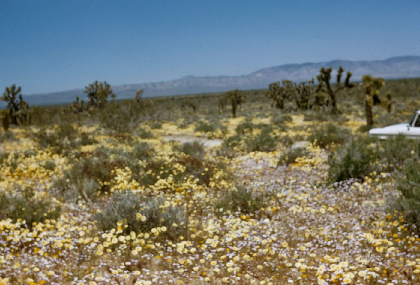 field of wildflowers, near Rosamond, Joshua trees