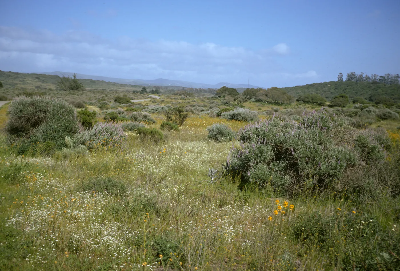 wildflowers and bush lupine, La Purisima, Lompoc