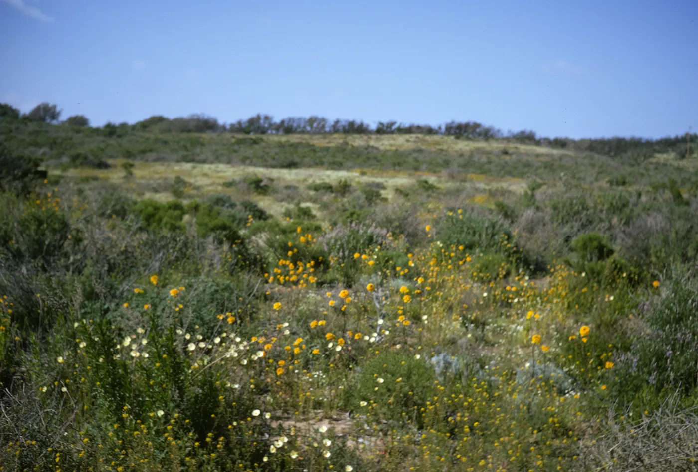 vegetation after La Purisima burn, lompoc