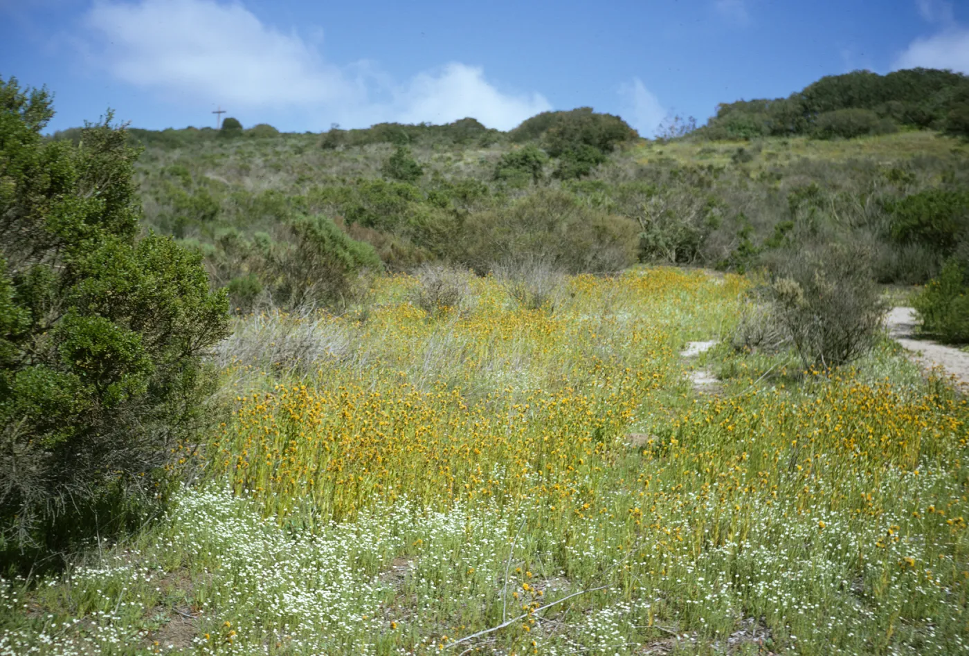 vegetation and wildflowers after La Purisima burn, Lompoc