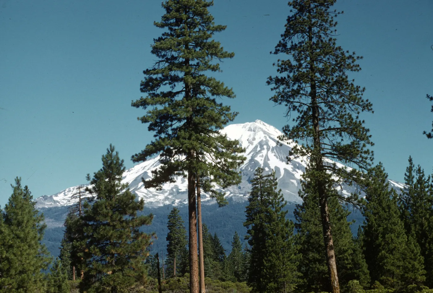 snow covered Mt Shasta from south, conifer forest