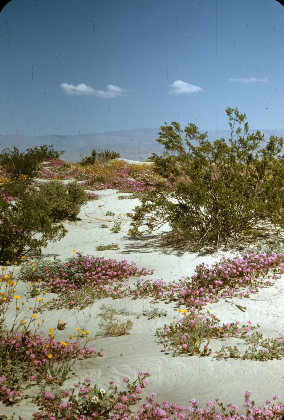 Indio, desert wildflowers, sand