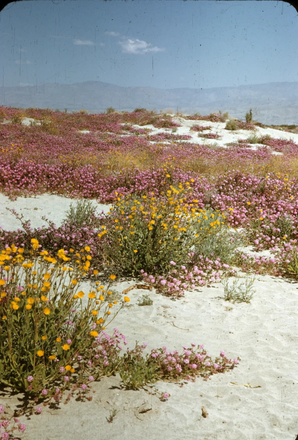 Indio wildflowers, sand, Abronia, Colorado Desert