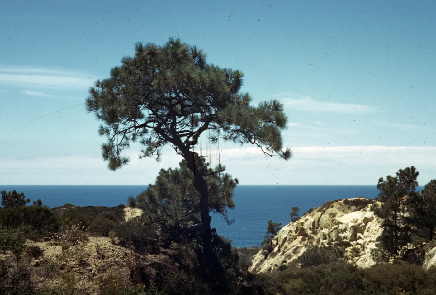 Torrey Pines Preserve