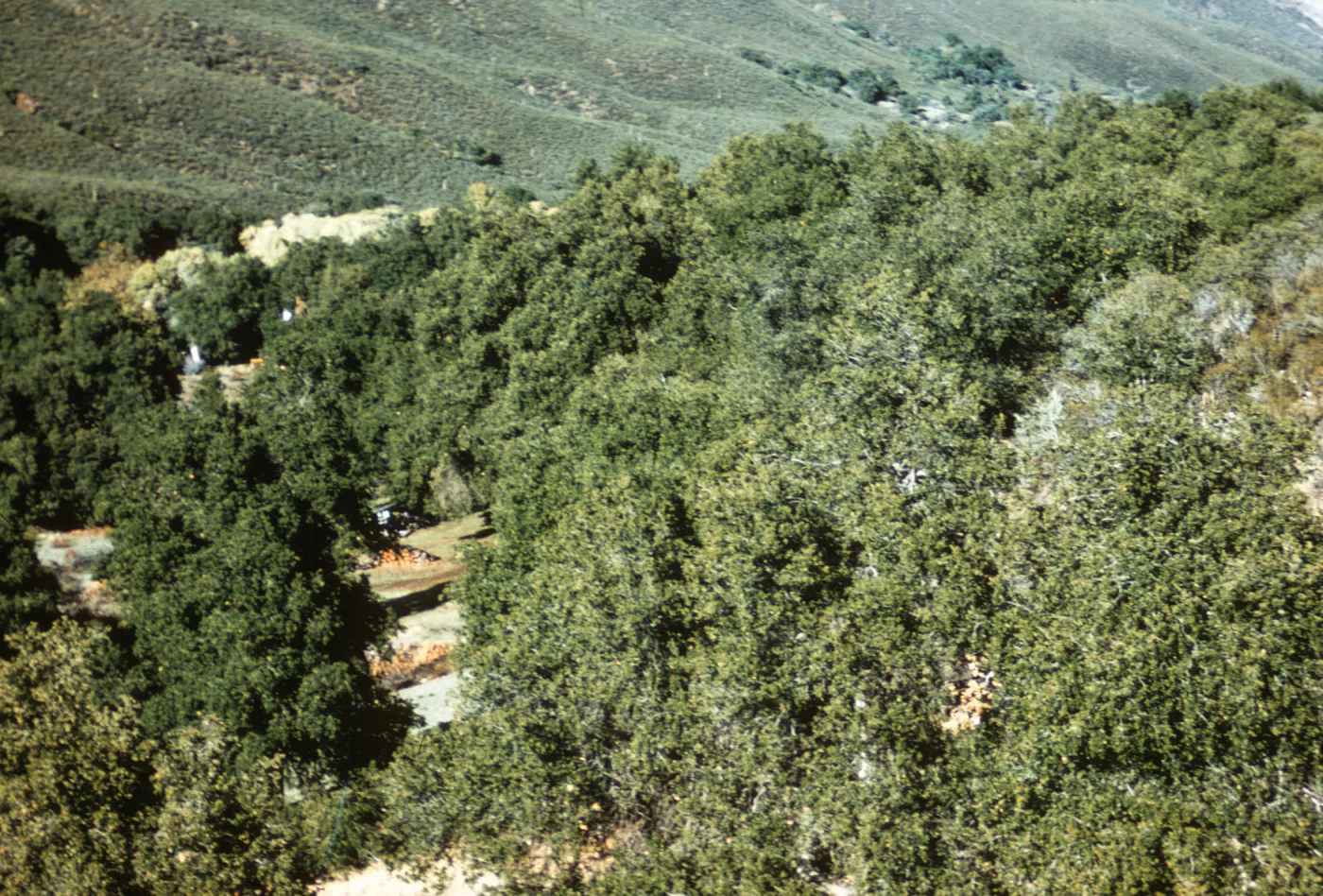 Southern Oak Woodland, Banner Grade