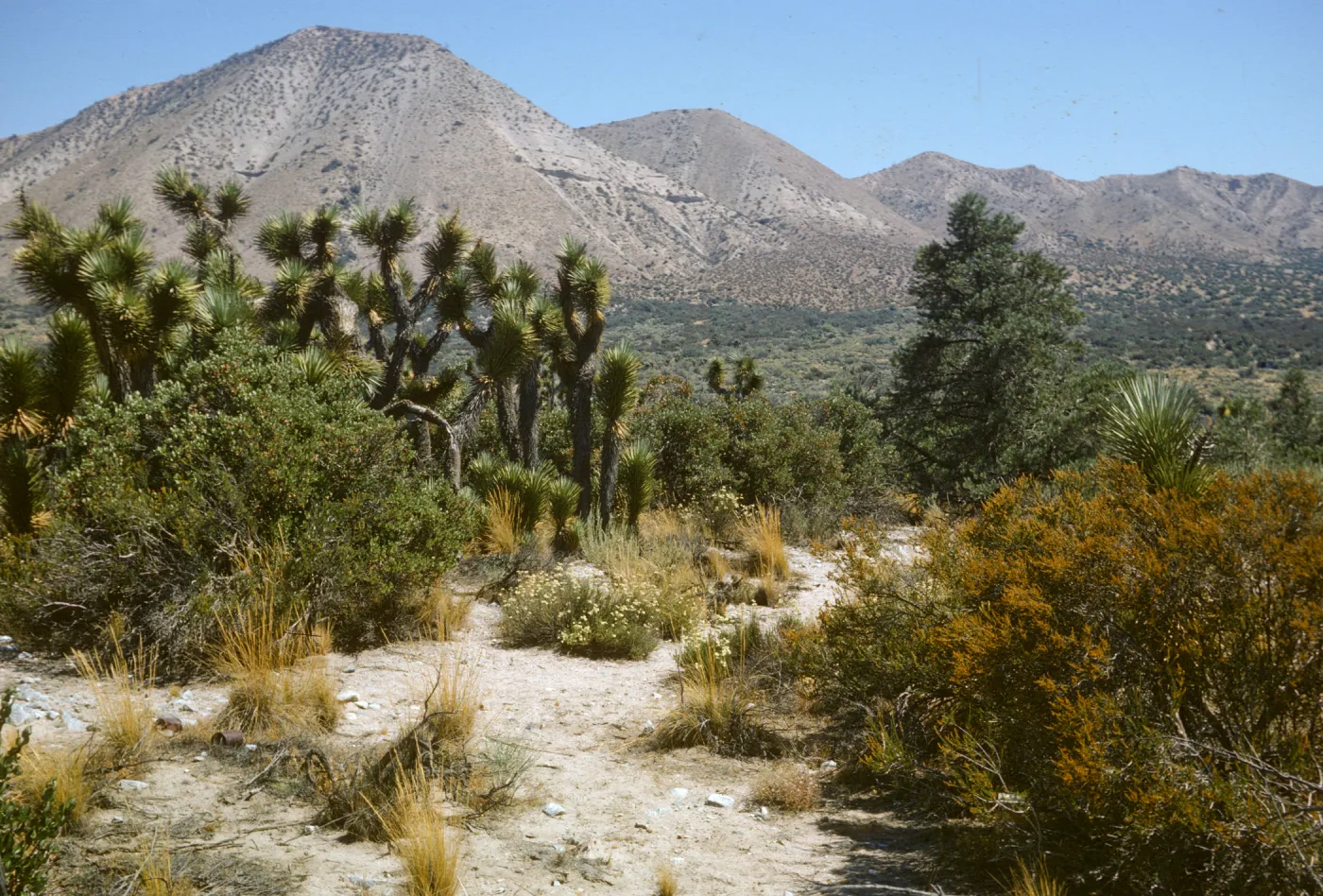 Hwy 138 w. of Cajon Pass