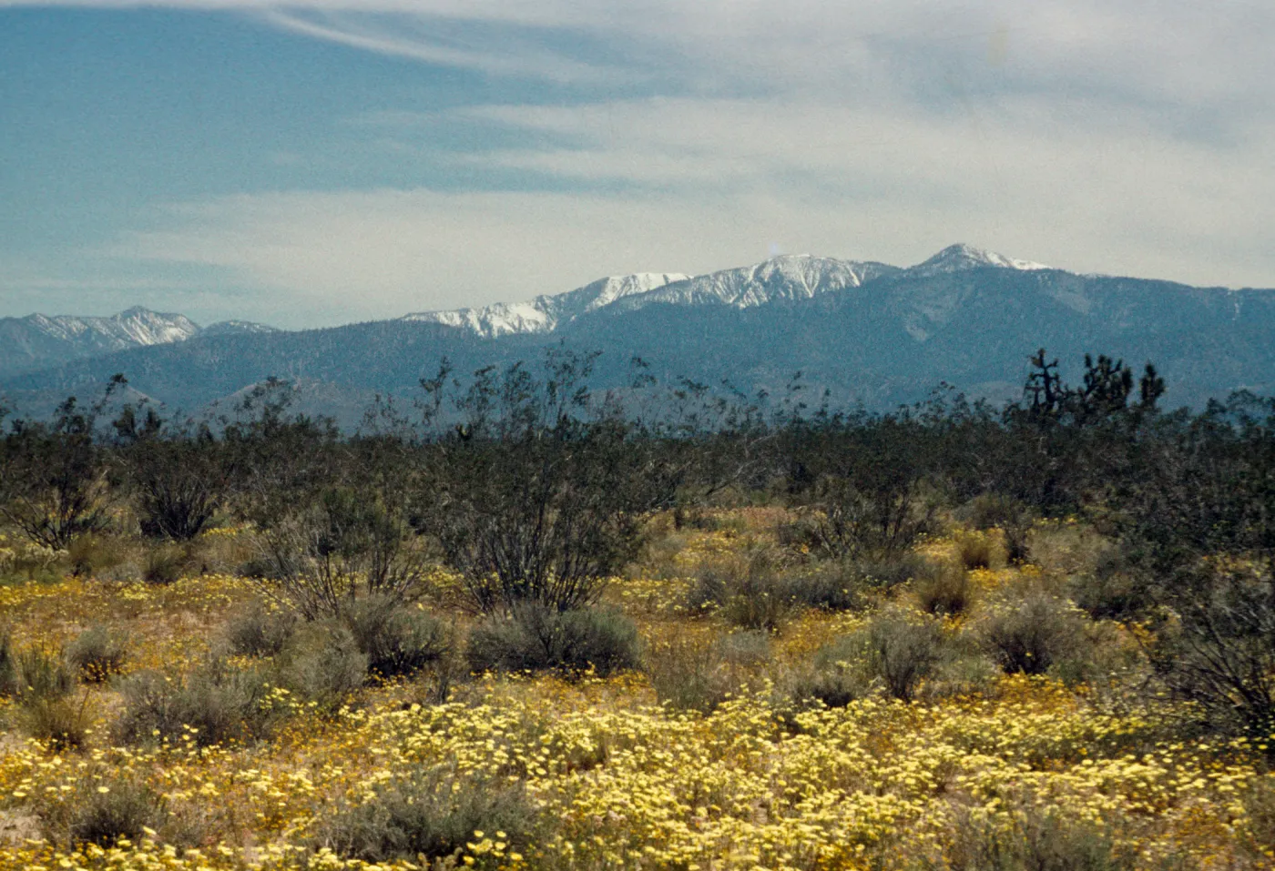 Mount Baldy (Mount San Jacinto)