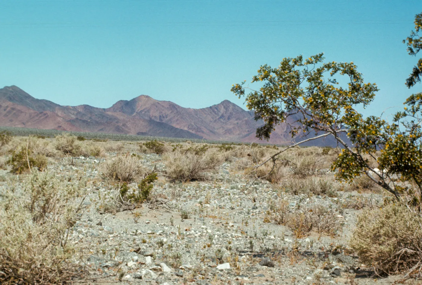 Baker, Death Valley Road