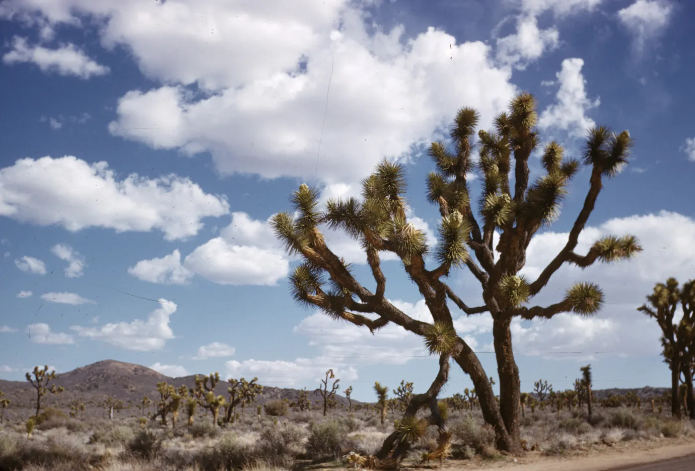 Joshua Tree National Monument