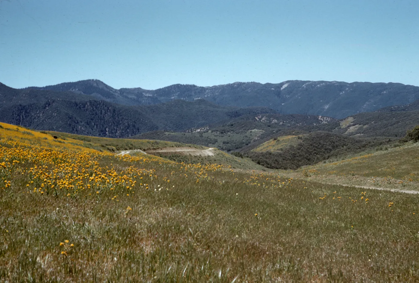Big Pine from Santa Barbara Potrero