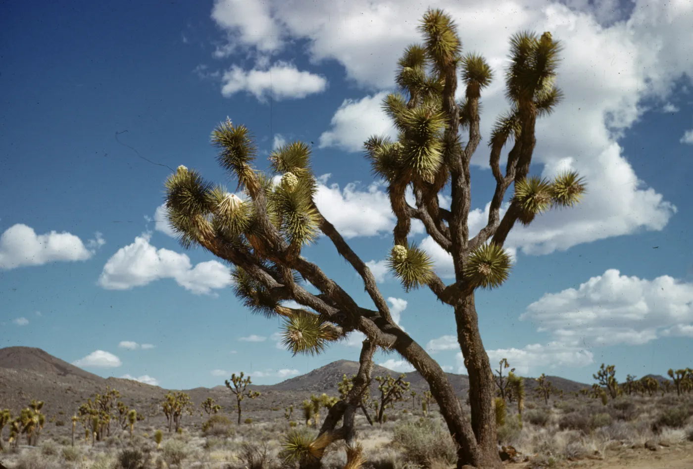 Joshua tree, Yucca brevifolia, Joshua Tree National Monument