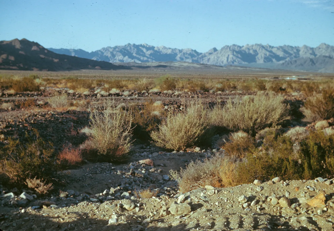 Joshua Tree National Monument