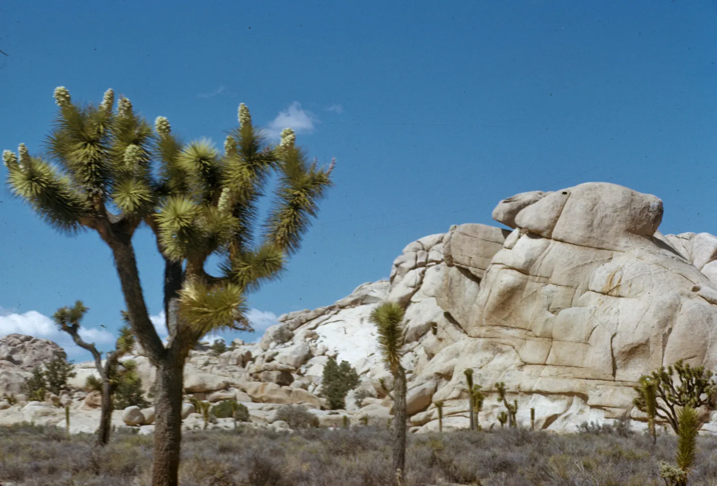 Joshua Tree National Monument
