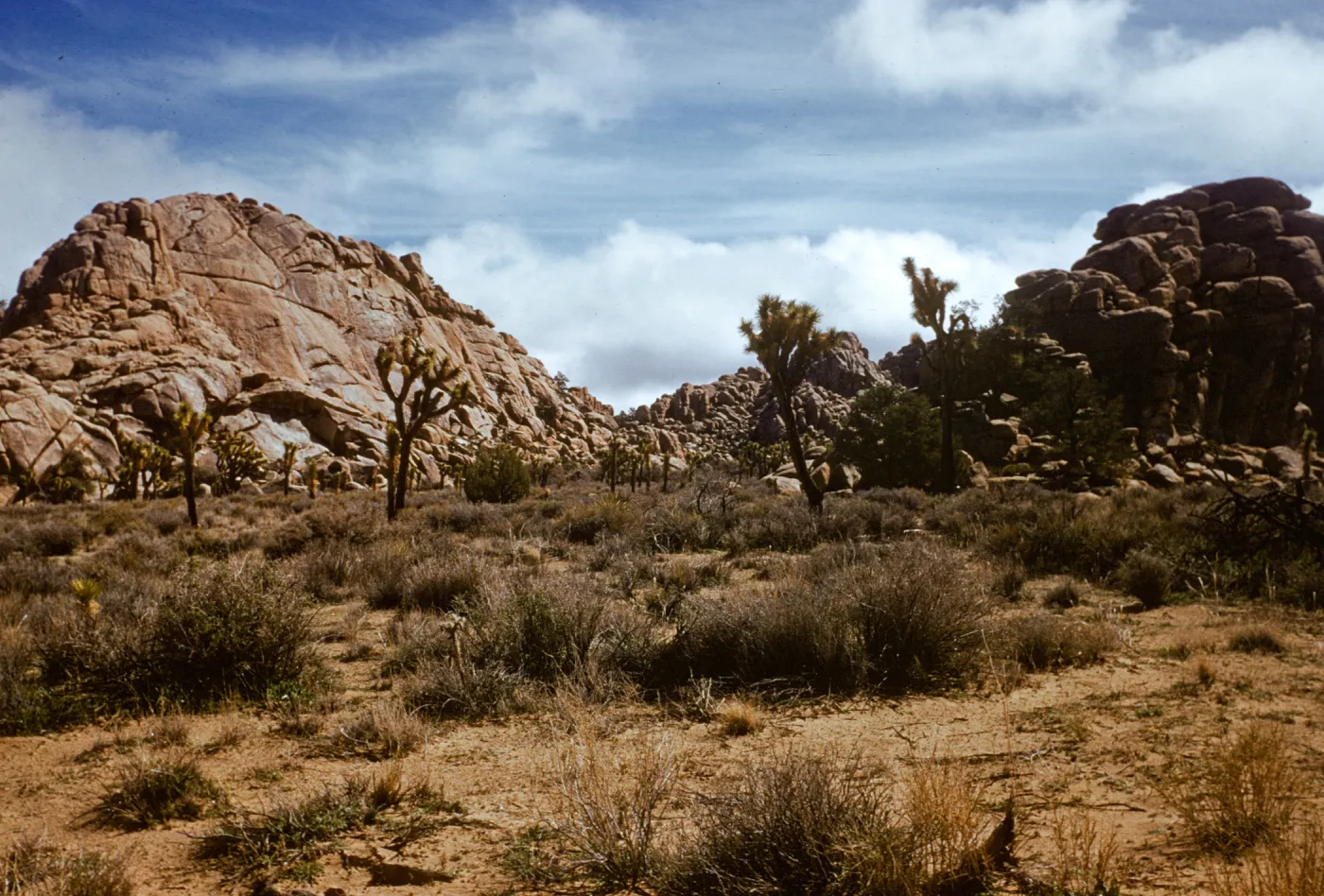Joshua Tree National Monument