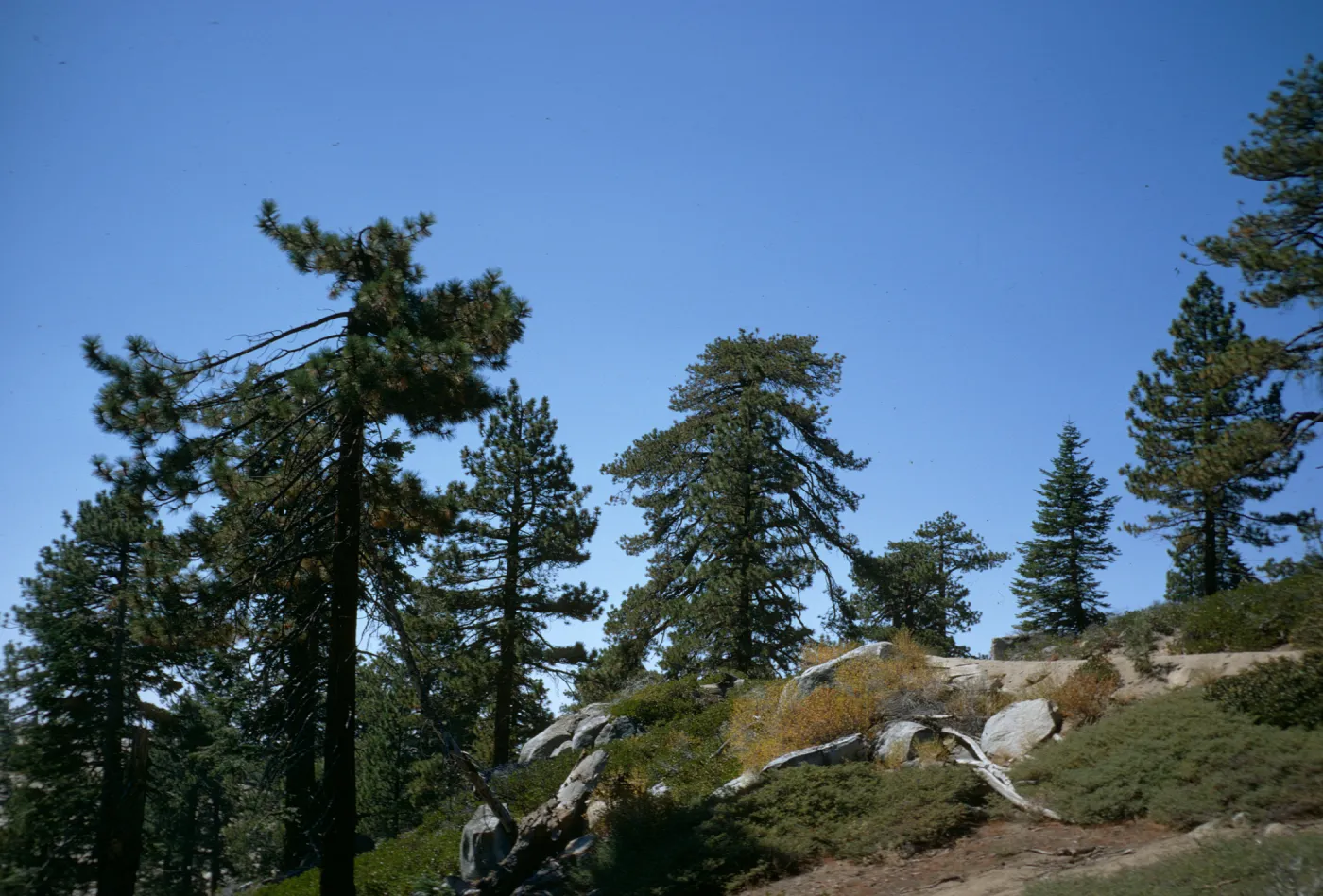 Sequoia National Park