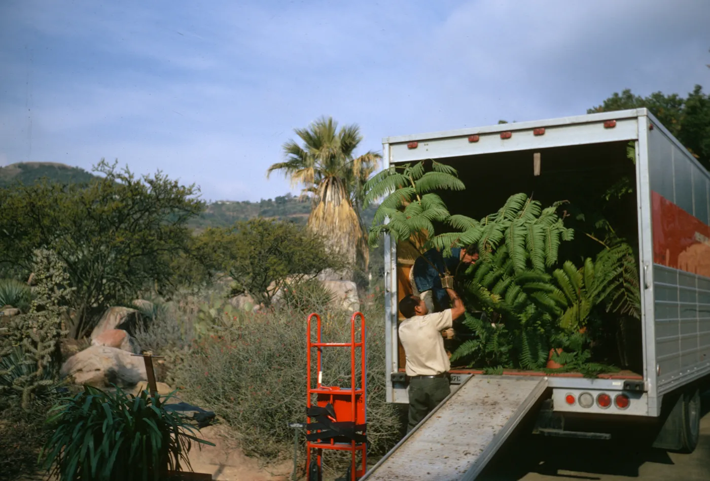 Nursery delivery truck, unloading plants for the SBBG Plant Sale