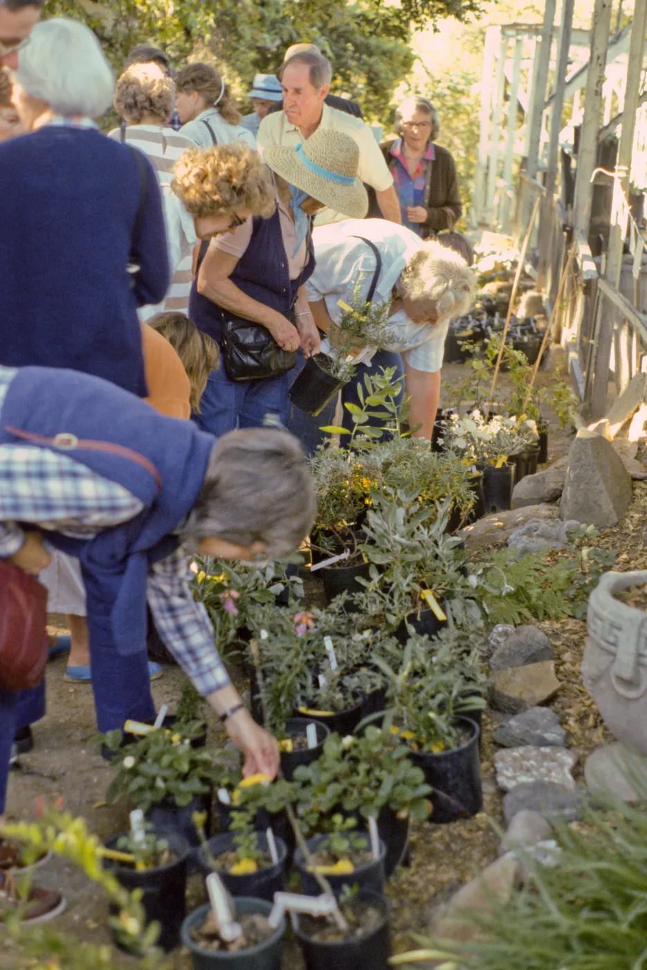 SBBG Spring Plant Sale, 1988