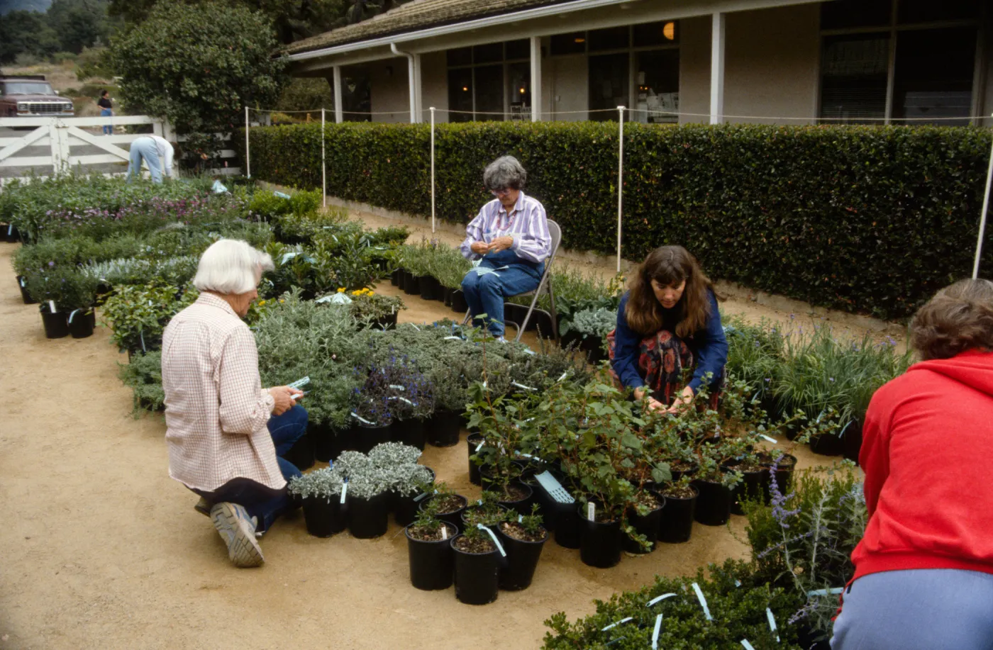SBBG Fall Plant Sale, 1992