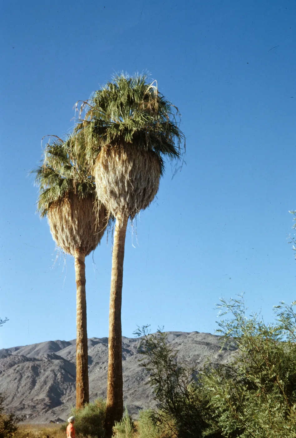 Washingtonia filifera, Twenty-nine Palms
