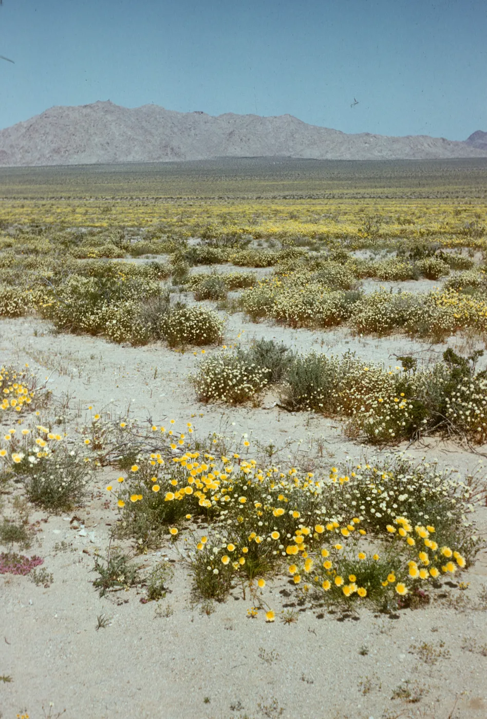desert wildflowers, California landscapes, Twenty-nine Palms