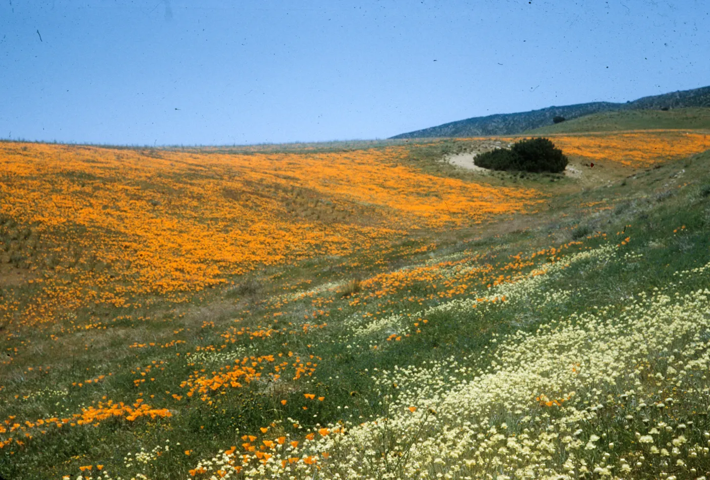 Antelope Valley, Wildflowers