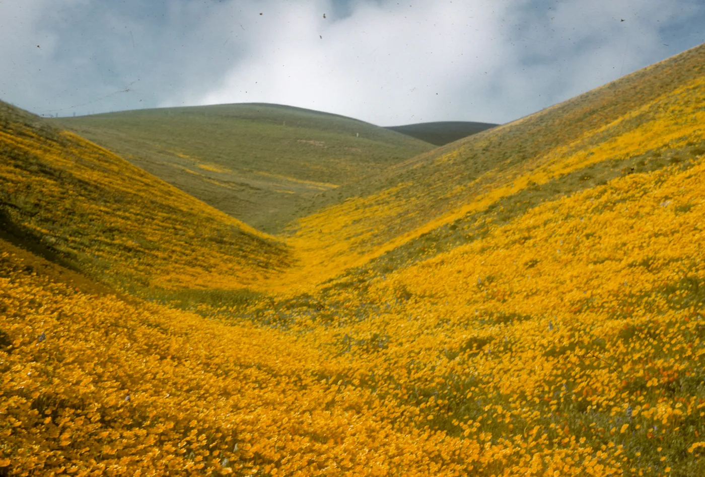 Gorman, wildflowers