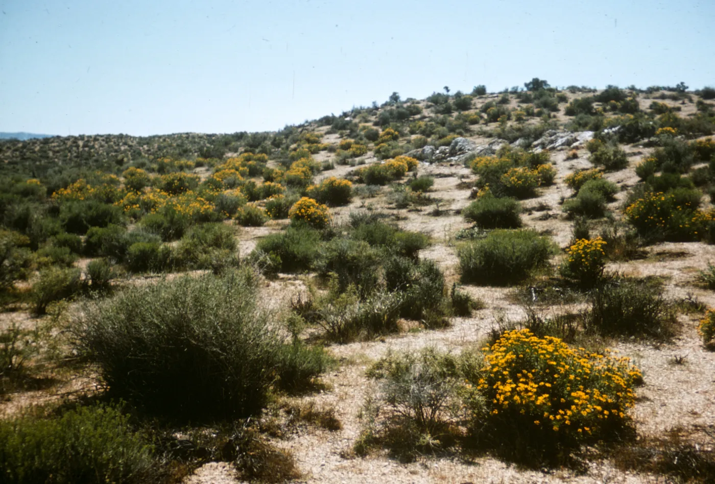 Mojave Desert, Senecio douglasii