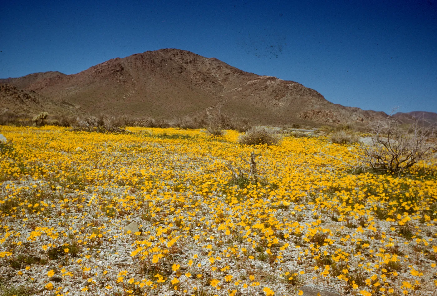 Coreopsis, road to Cottonwood Springs