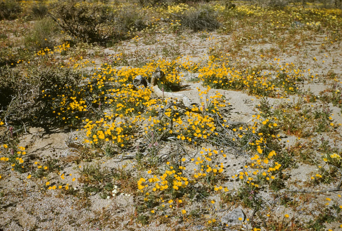 poppies; Cottonwood Springs Road