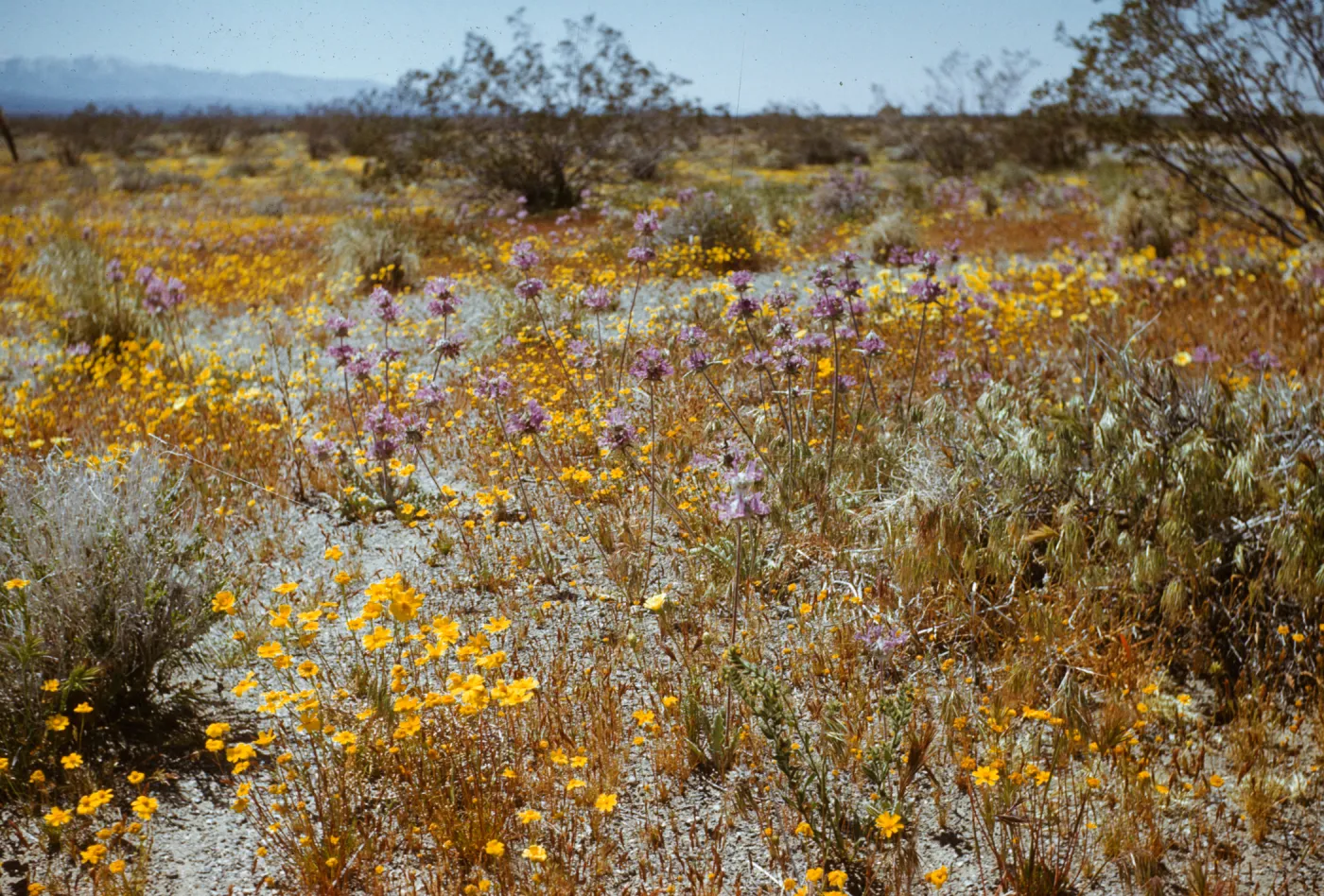 Antelope Valley, thistle sage & salvia carduacea