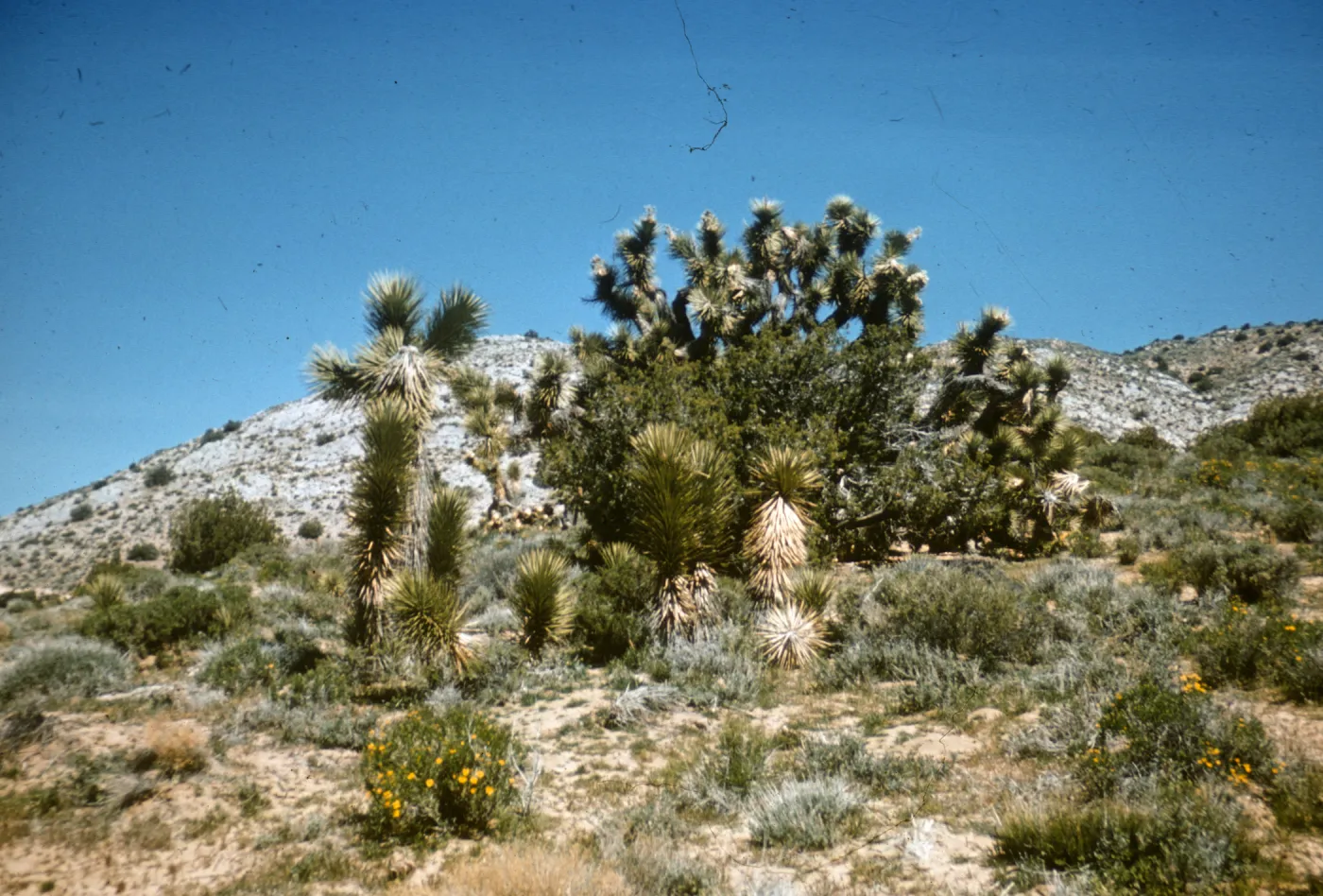 Mojave Desert, north of Willow Springs; Senecio douglasii, Juniperus, California Joshua Tree