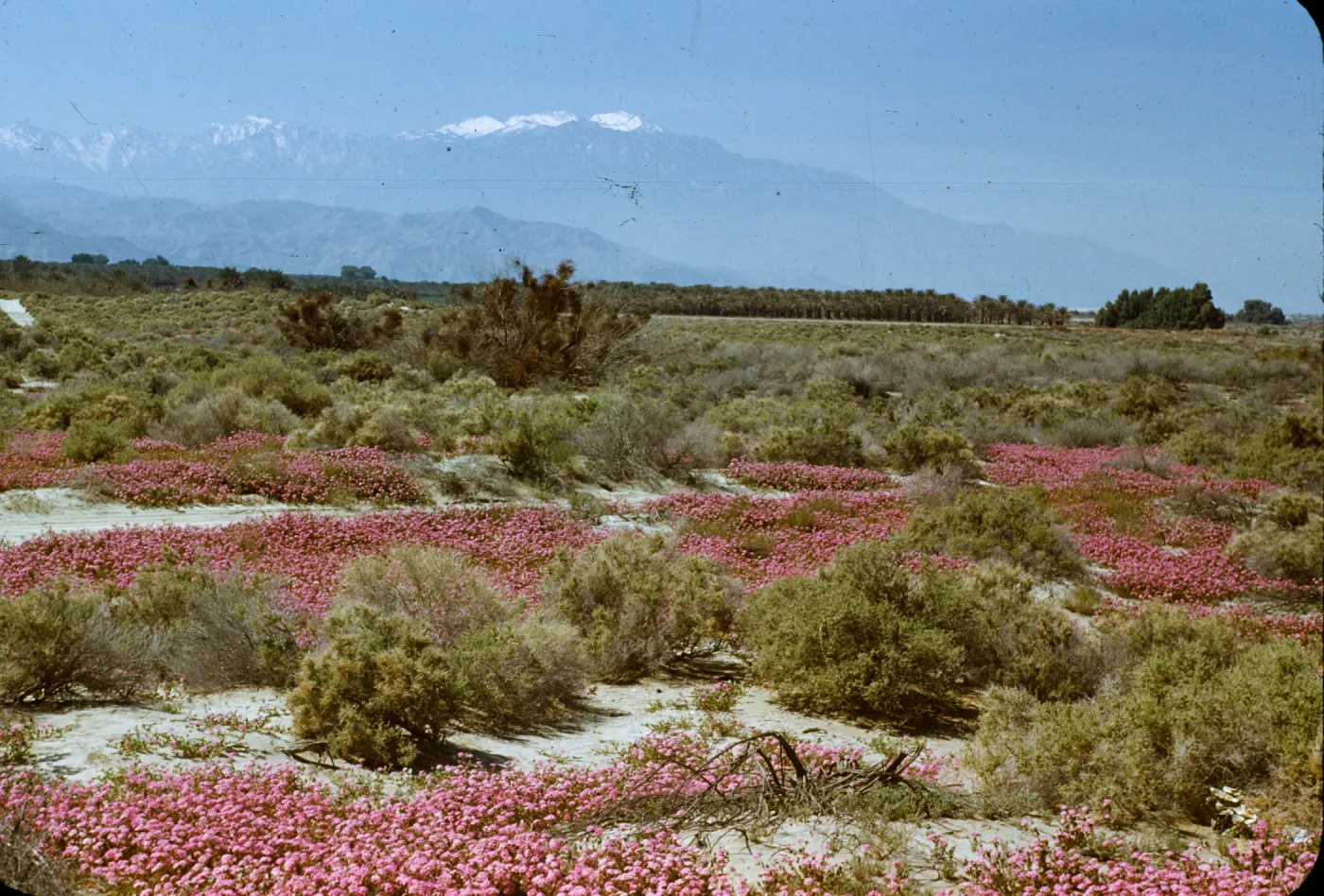 San Jacinto; Albronia villosa
