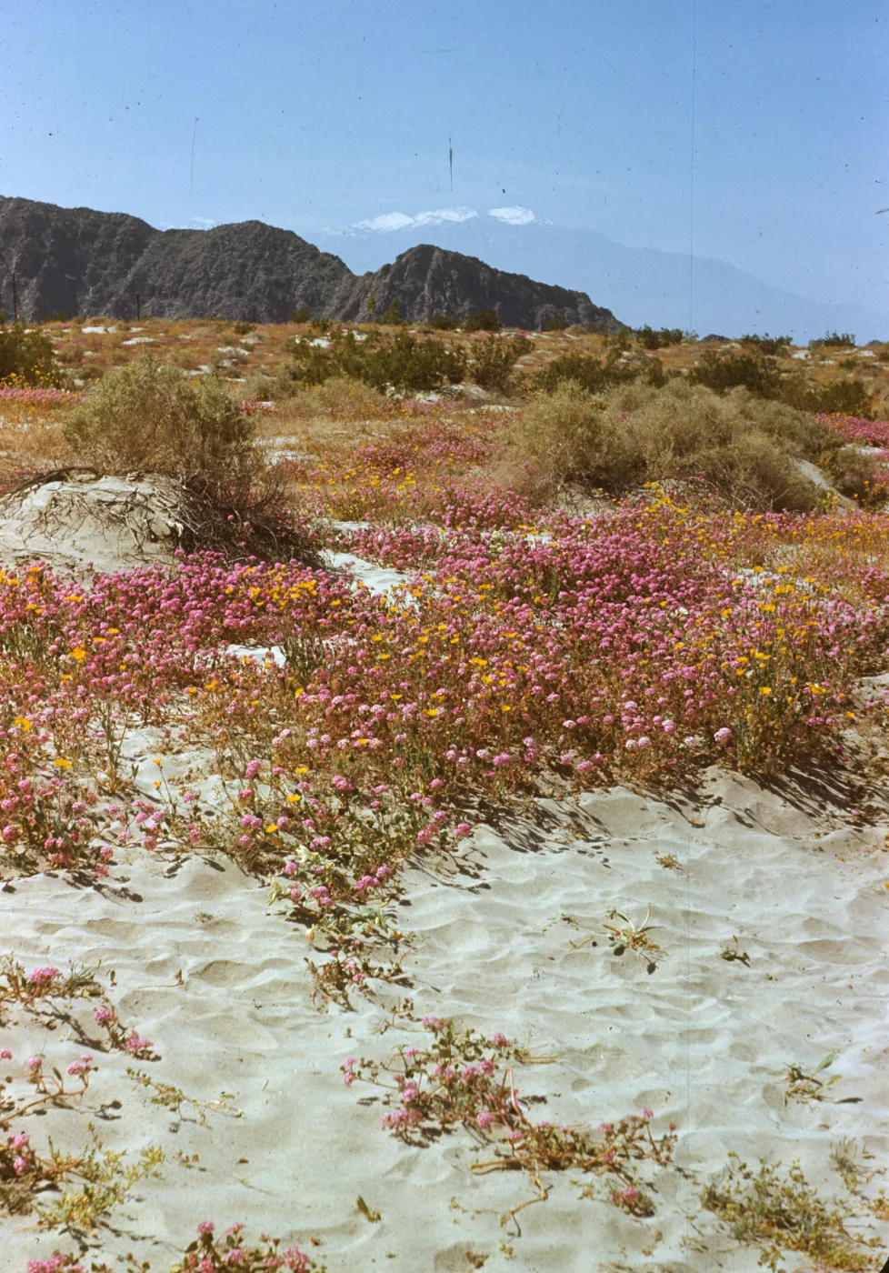 San Jacinto; desert verbena and geraea