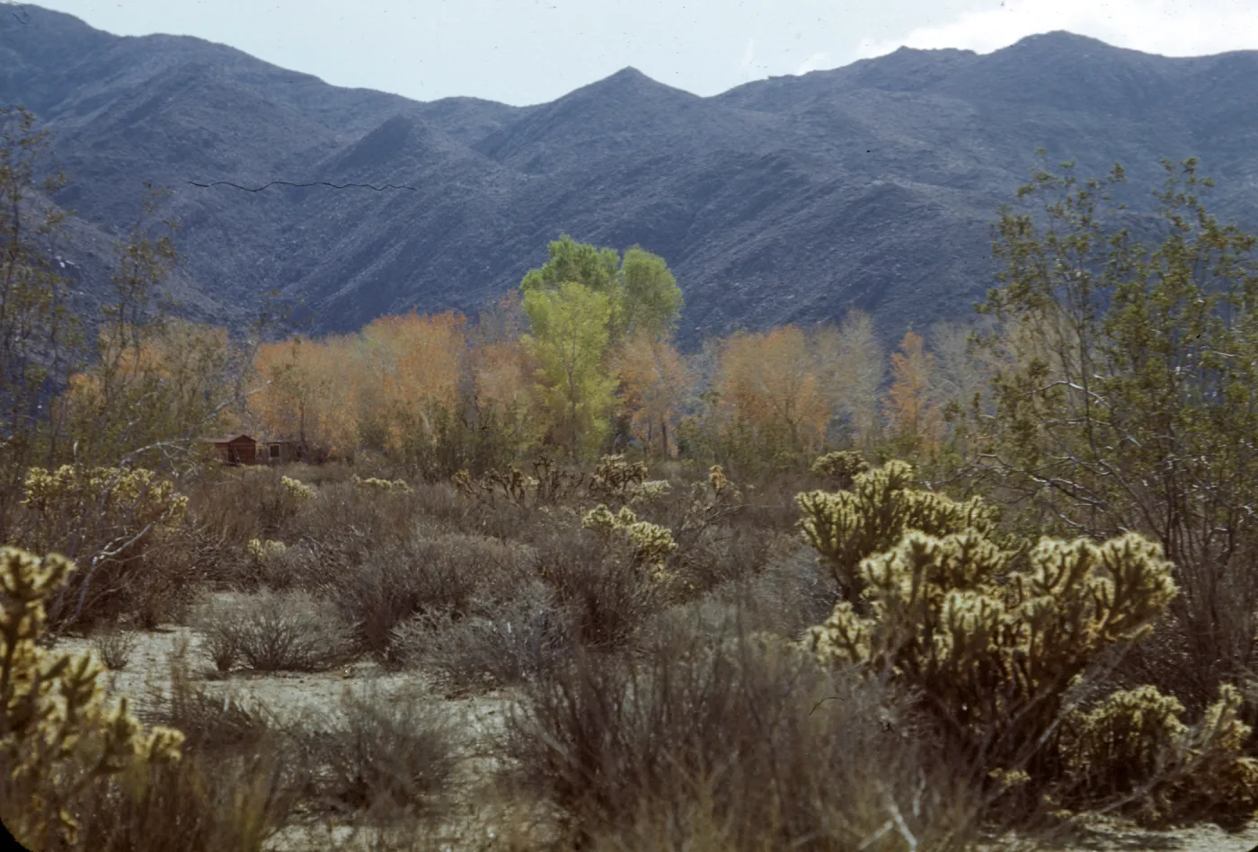 lower Palm Canyon, Palm Springs