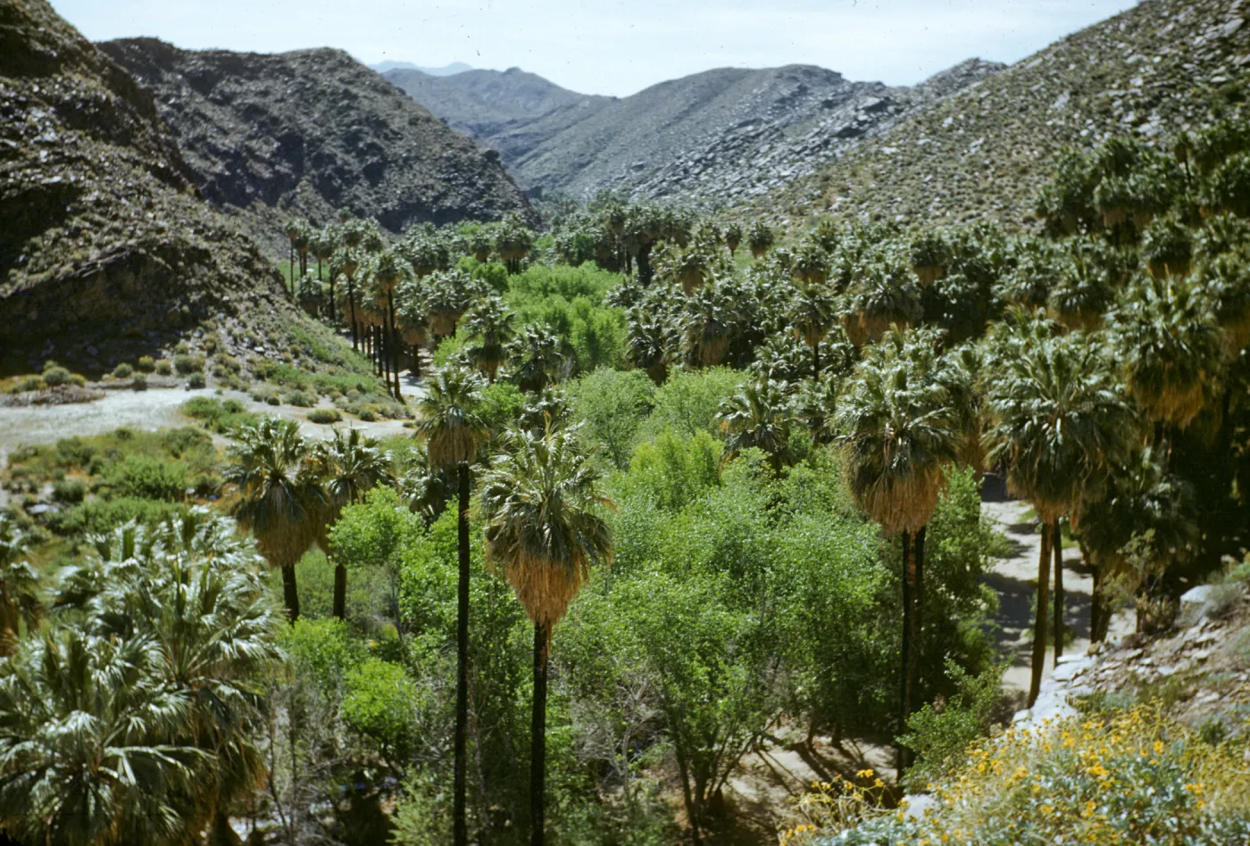 Palm Canyon from Trading Post