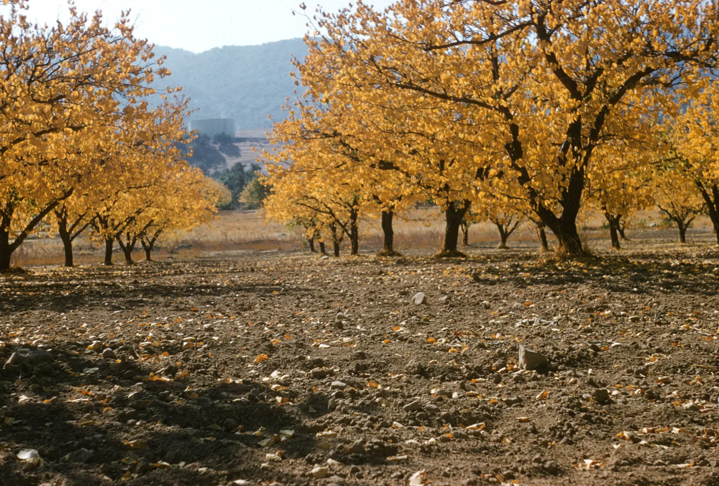apricot trees, upper Ojai