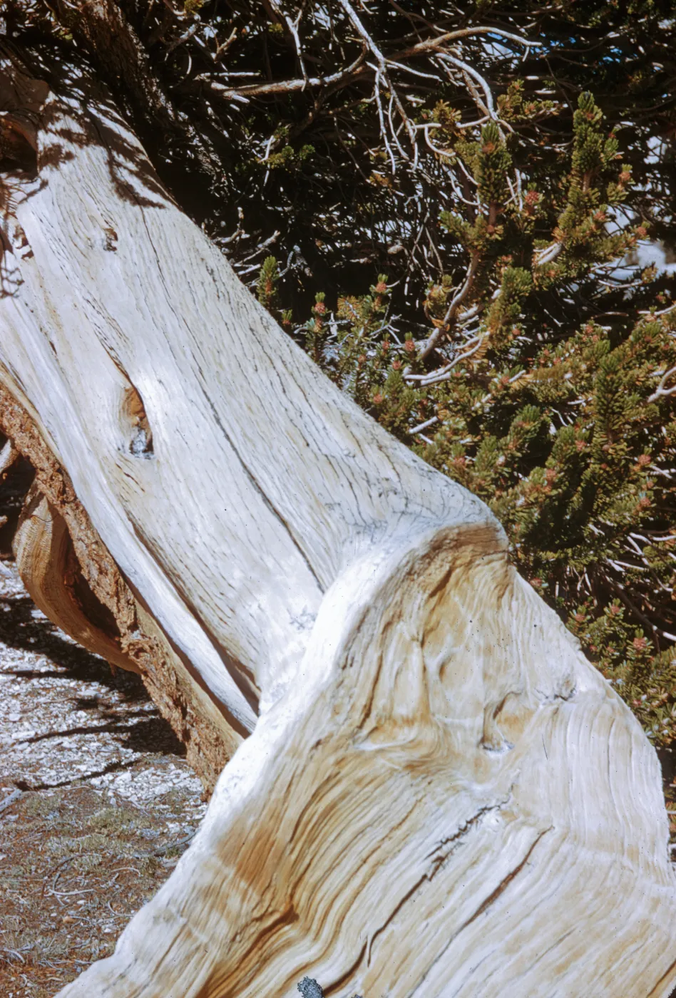 White Mountains, Bristlecone pine