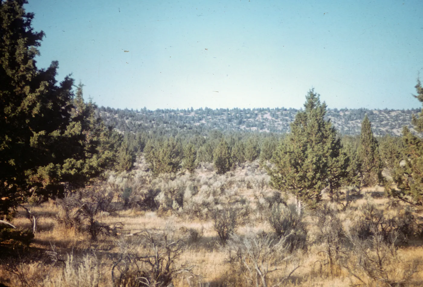 Northern Juniper Woodland, west of Alturas, Modoc county