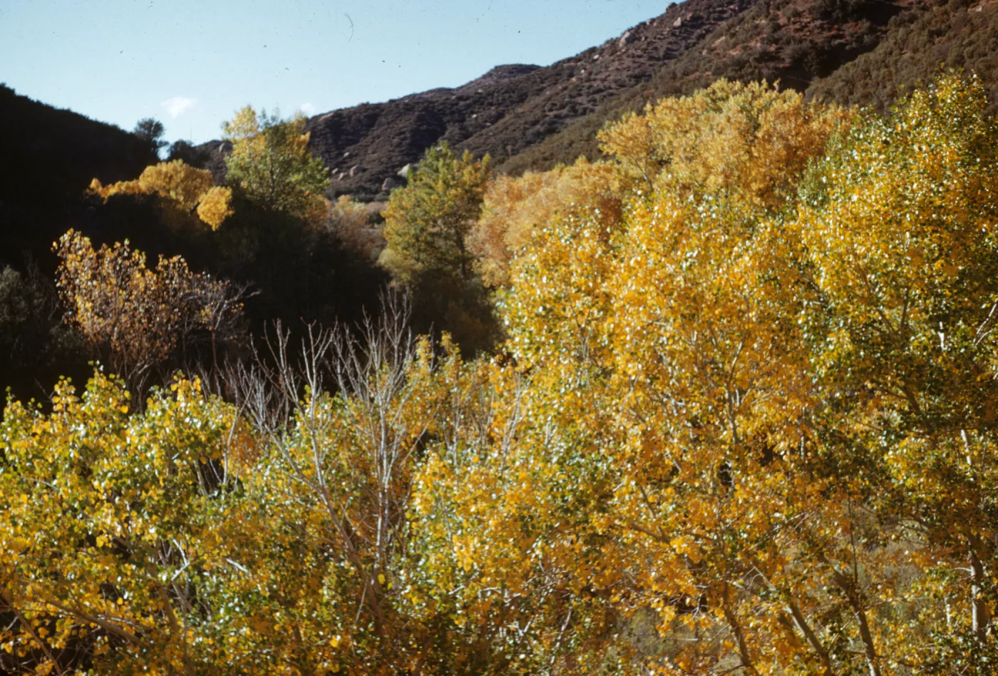 Sespe Creek cottonwoods