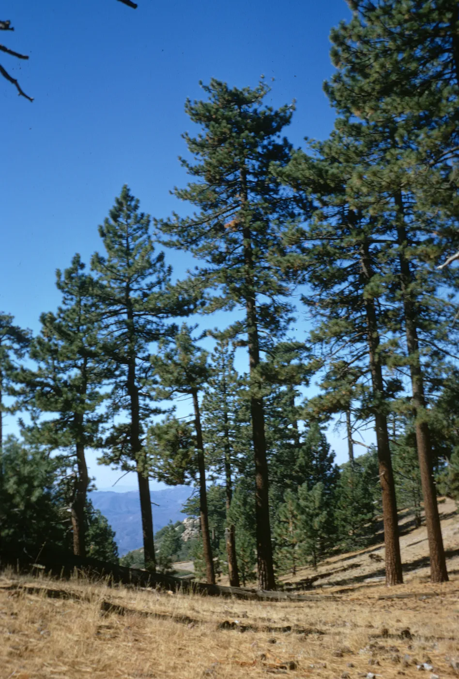 Reyes Peak