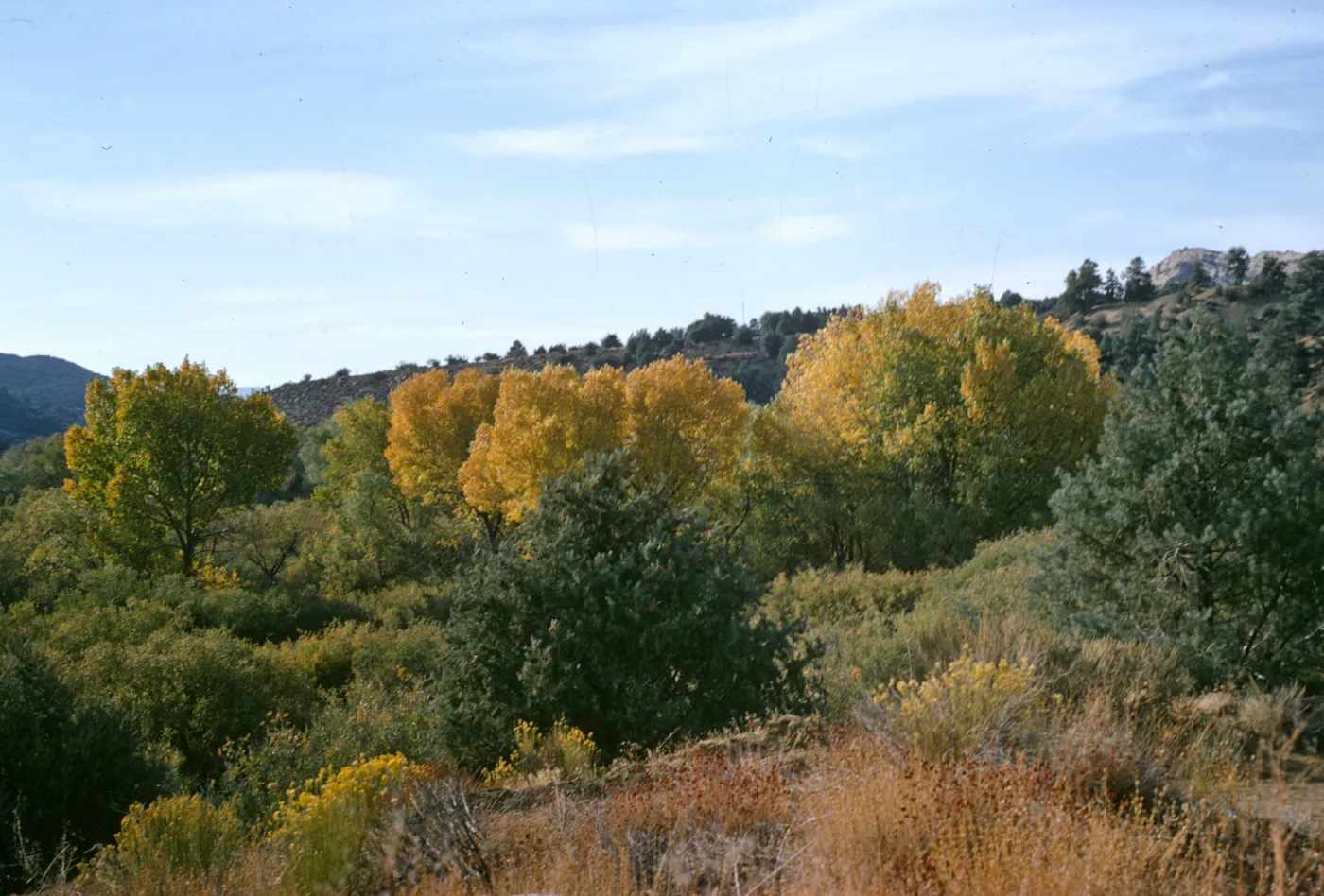 Upper Sespe, Highway 33, cottonwoods