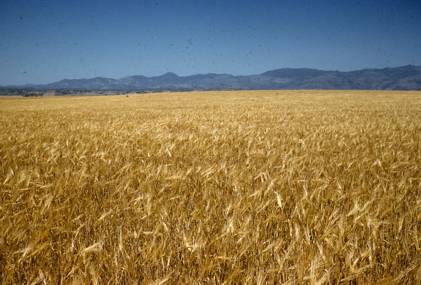 Bearded barley, Santa Ynez Valley