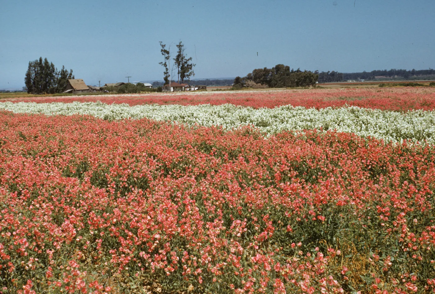 Lompoc flower fields, sweet peas