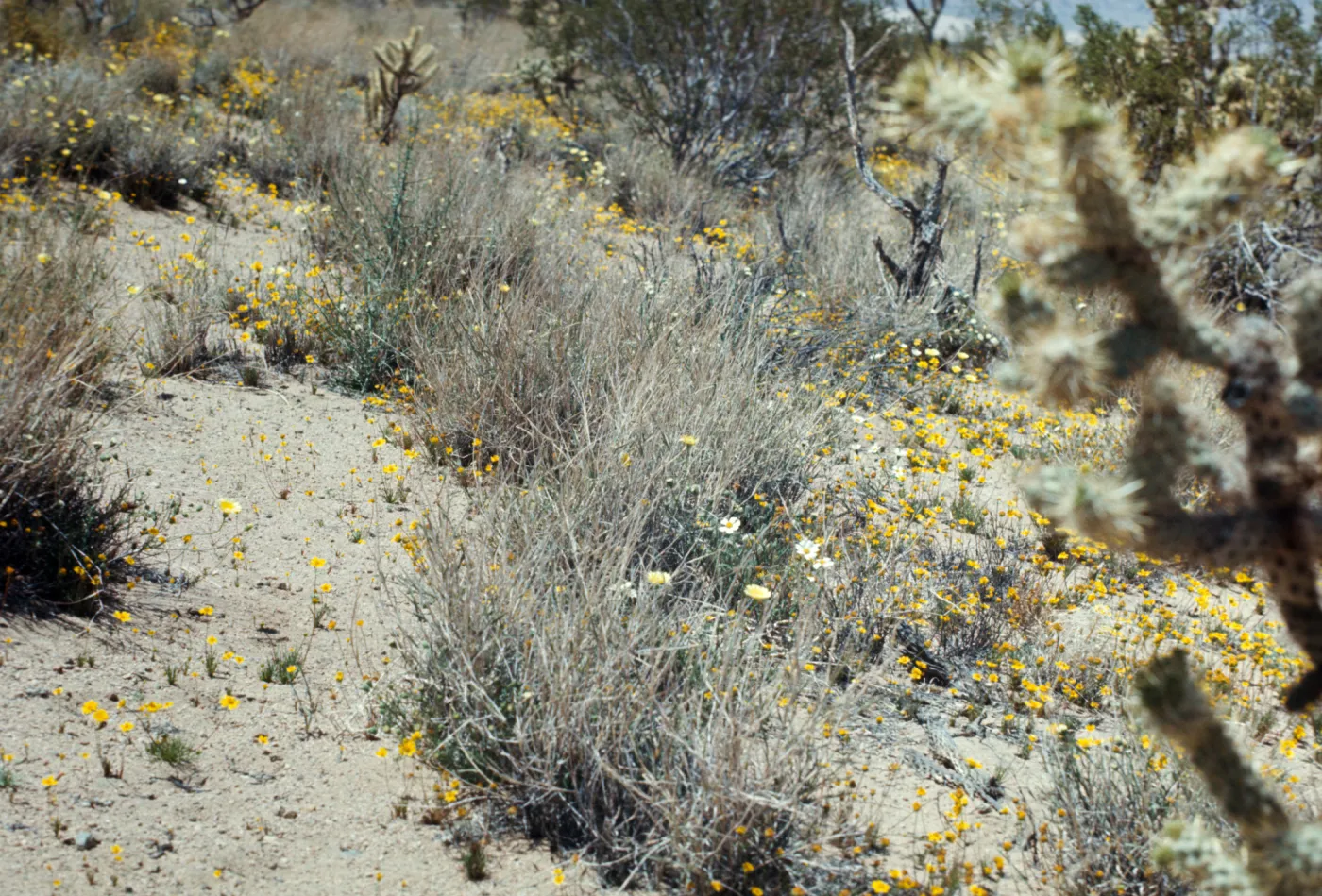 Custer Road, Lucerne Valley, Mojave Desert, Coreopsis